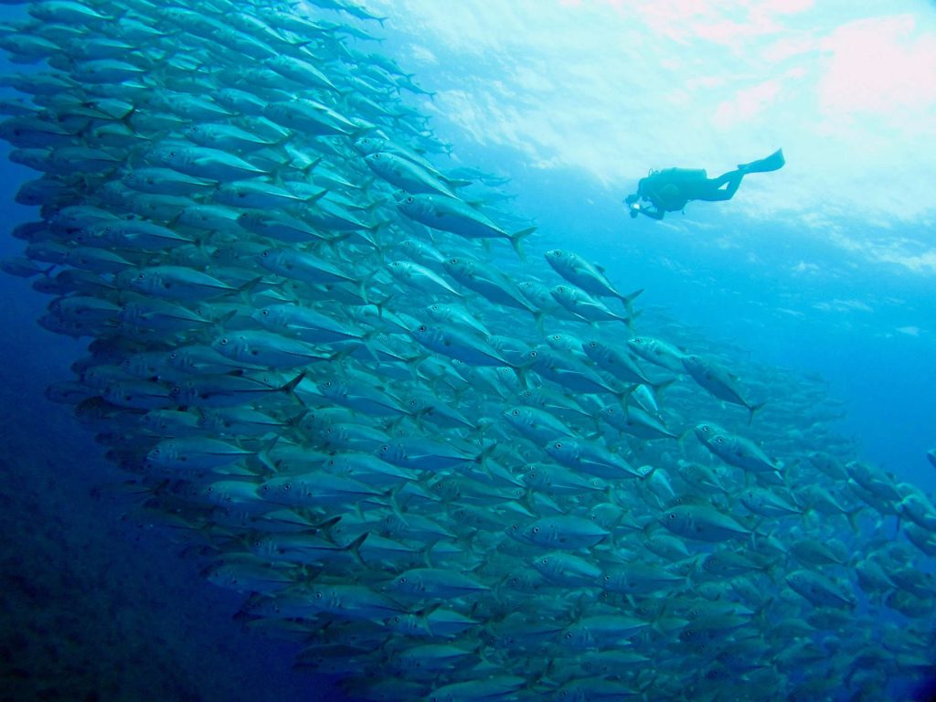 Scuba diver with large school of fish diving in Japan