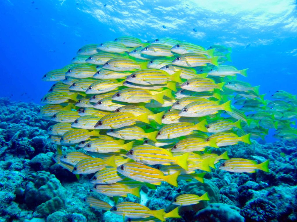 School of fish in Palau