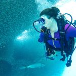 Frau taucht durch Bait Ball unter Wasser