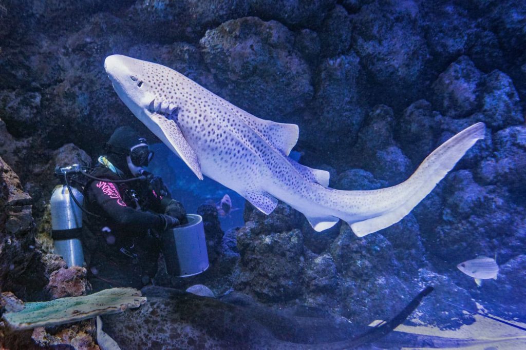 Scuba diver feeding leopard shark and stingrays at Aquarium