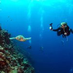 Taucher filmt Schildkröte unter Wasser