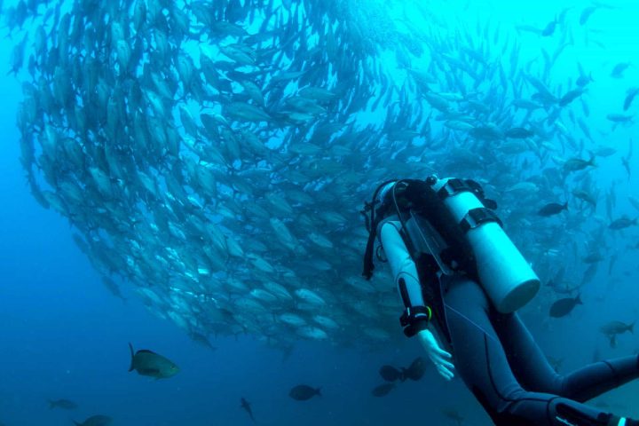 Scuba diver underwater with swarm of fish