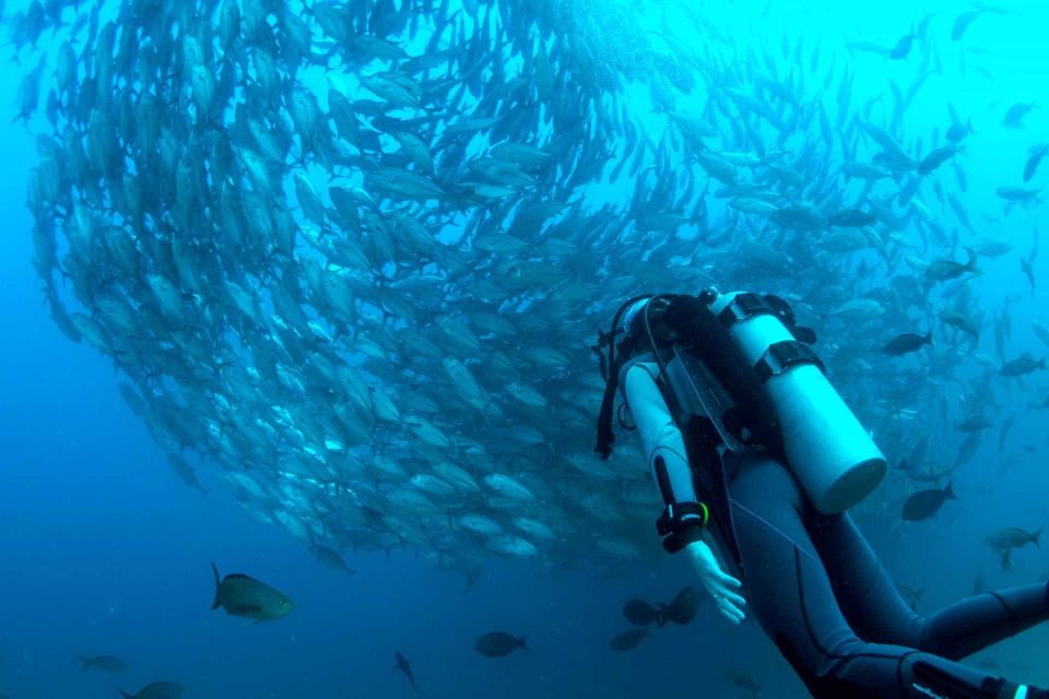 Scuba diver underwater with swarm of fish