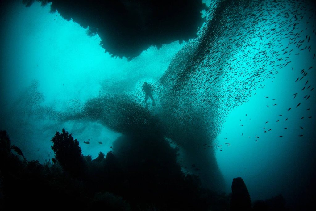Scuba diver in fish swarm