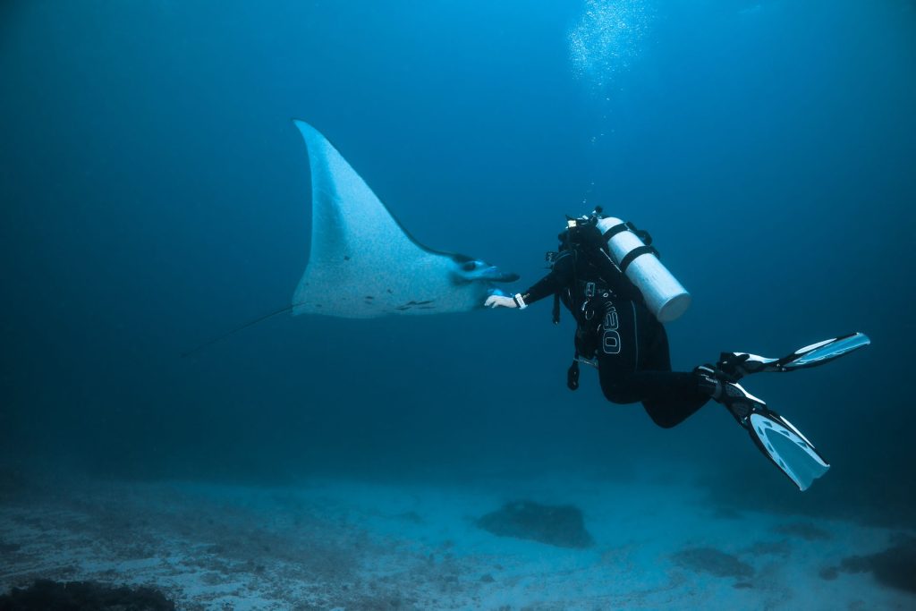 Scuba diver filming manta ray with gopro