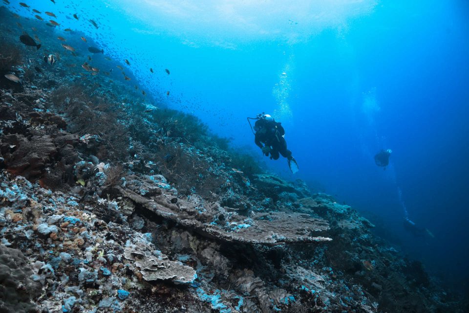 Scuba divers over reef