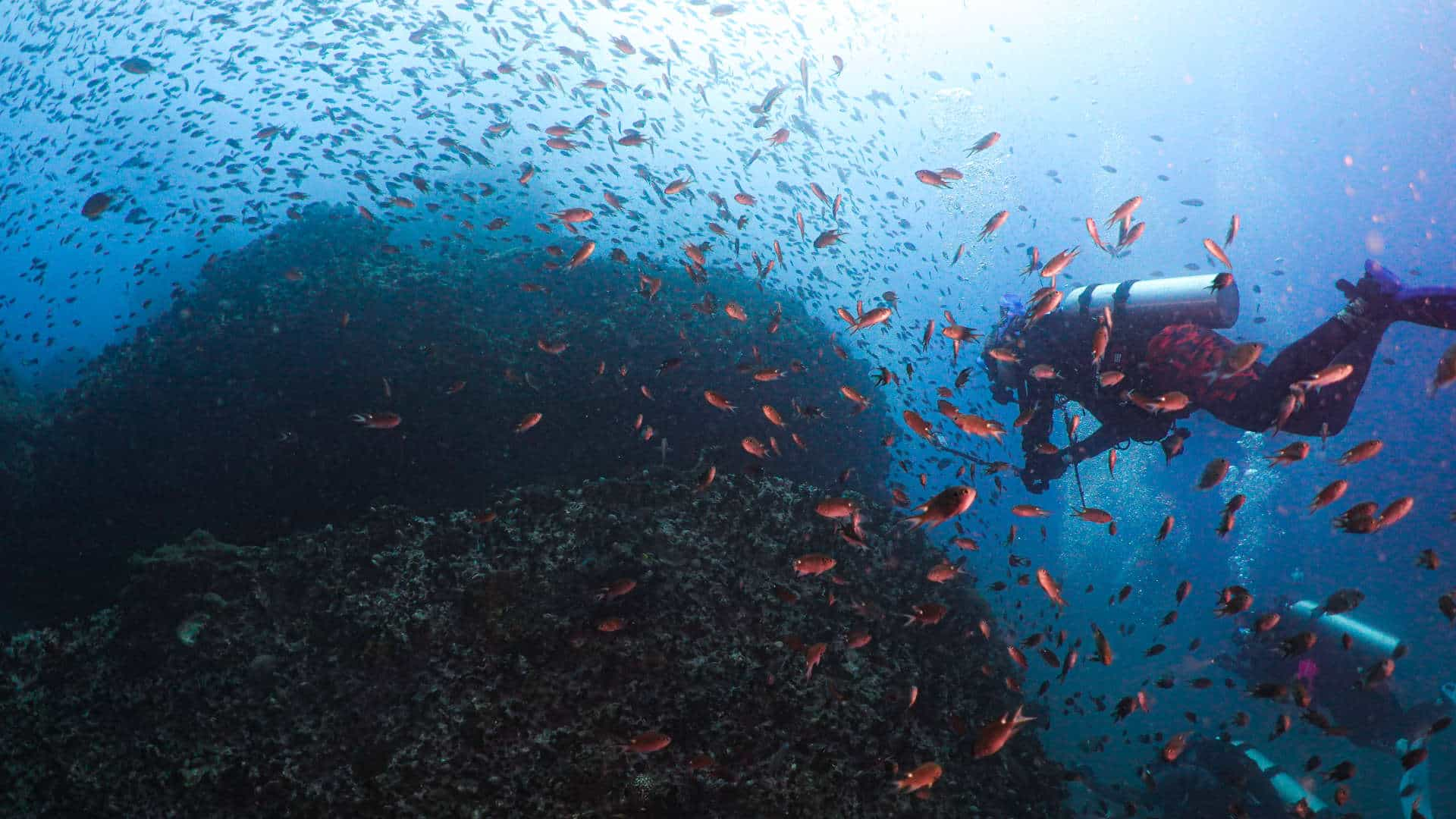 Scuba divers underwater