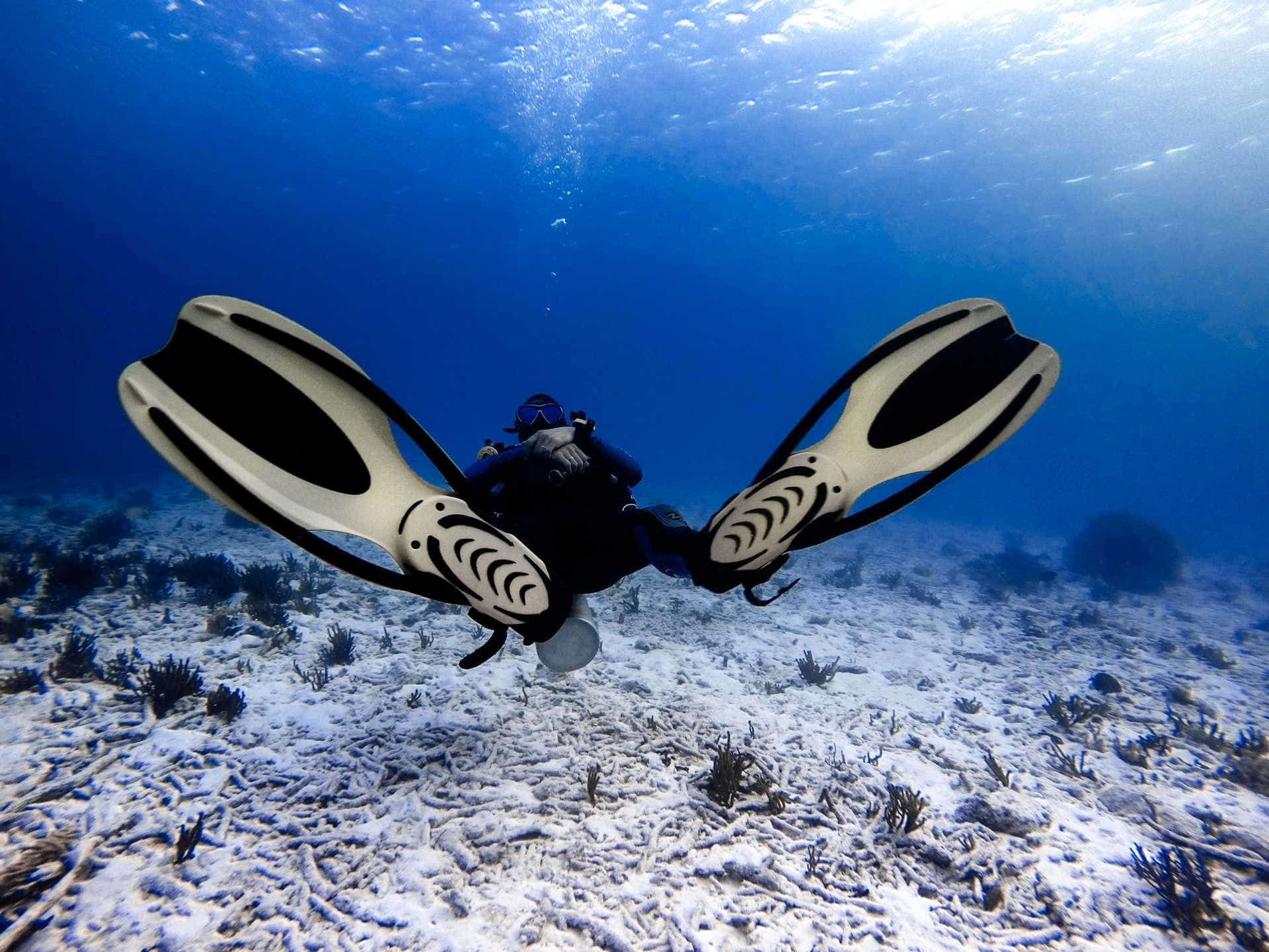 Buying scuba diving fins for beginners - Social Diving