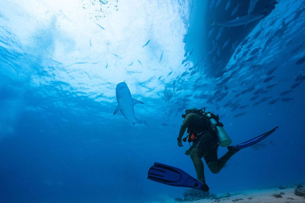 Scuba diver looking up at shark underneath boat