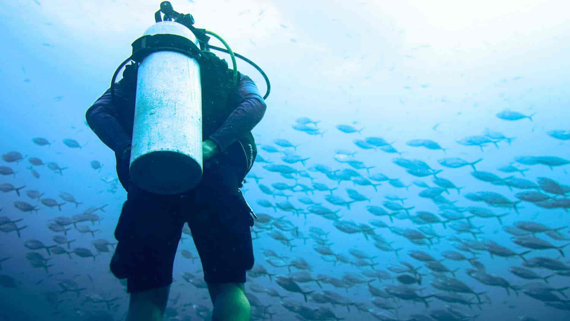 Taucher schaut unter Wasser den Fischen zu