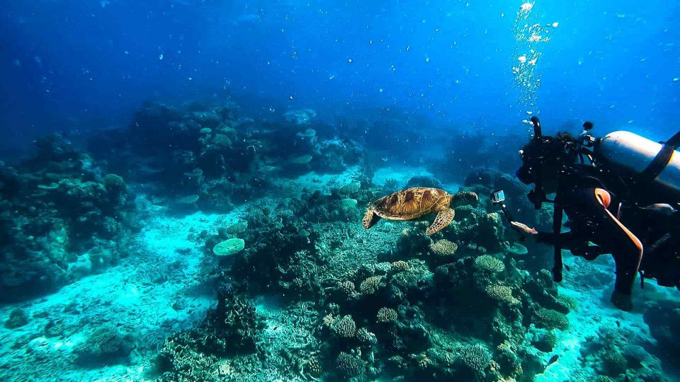 Scuba diver filming turtle underwater