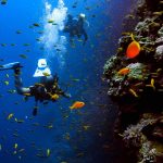 Scuba divers swimming along reef wall