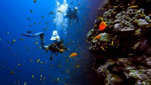 Best Scuba Training Agencies in 2024