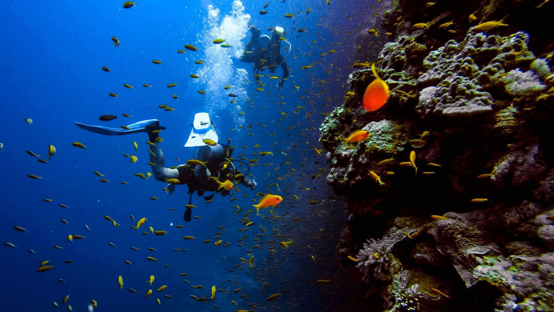 Scuba divers swimming along reef wall