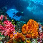 Scuba divers swimming over colorful reef