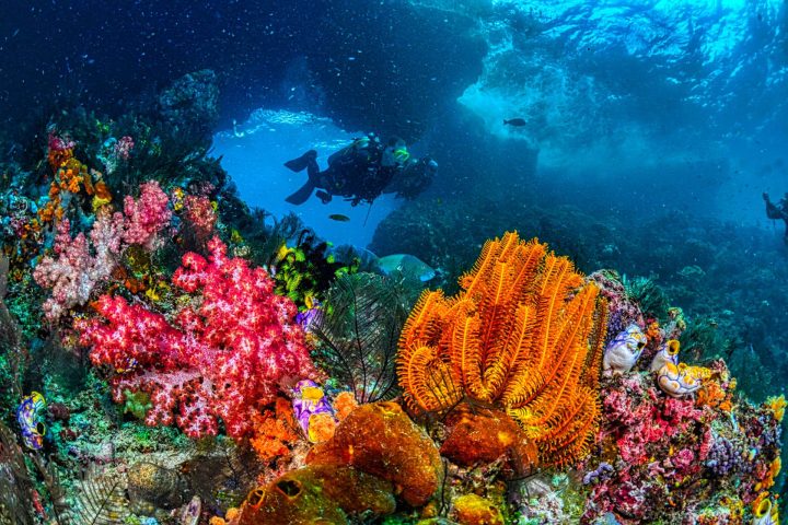 Scuba divers swimming over colorful reef