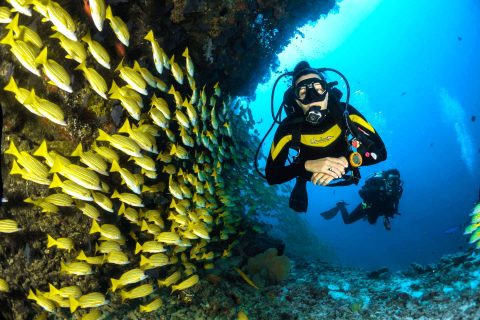 Scuba divers swimming through reef fish.