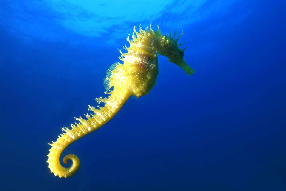 Seahorse in blue water