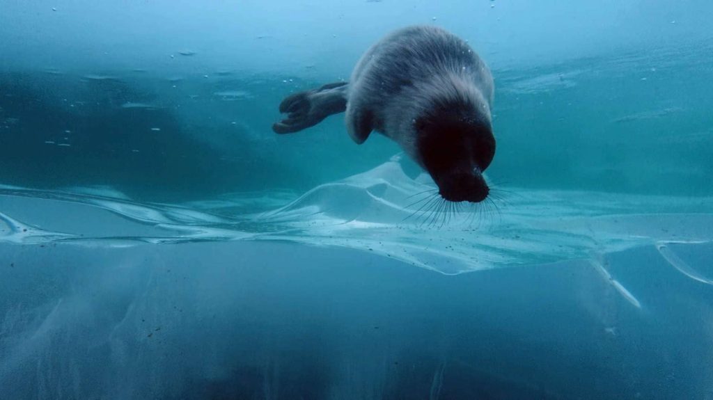 Seal swimming under ice