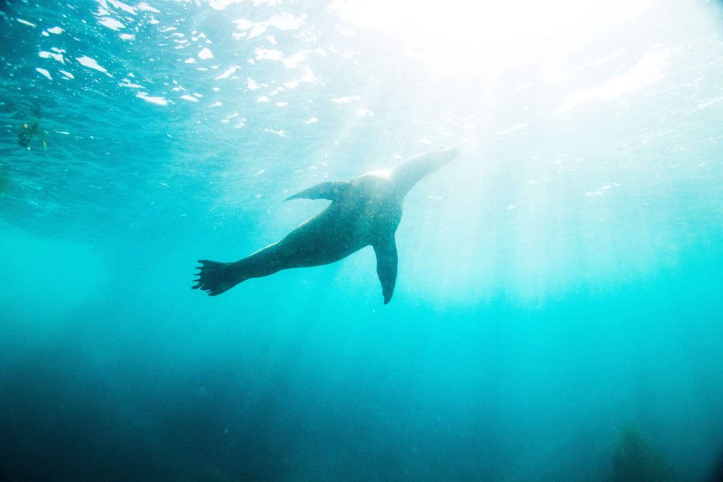 Sea lion diving underwater