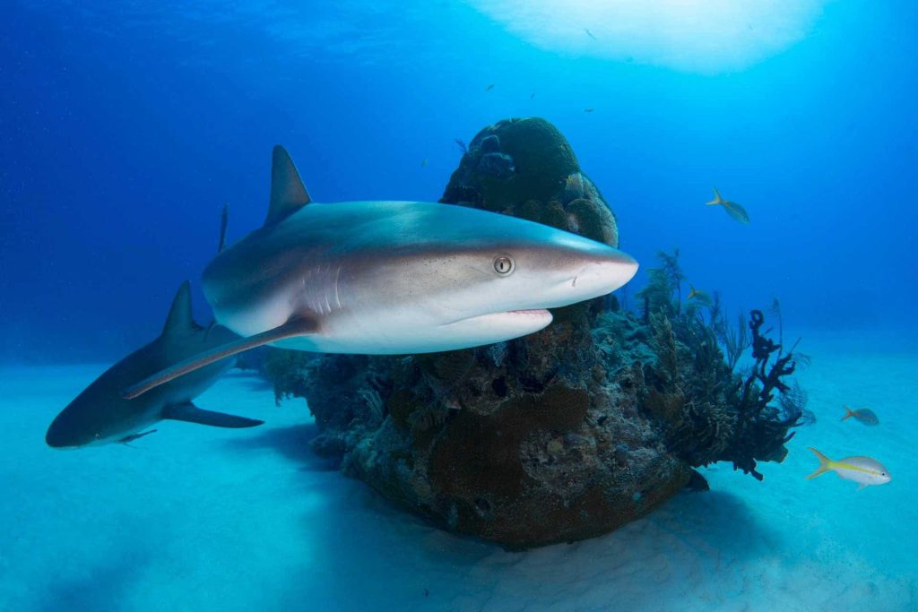 Sharks swimming underneath water surface.