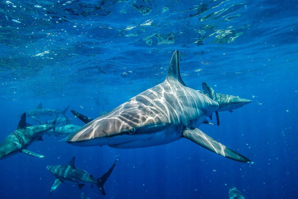 Sharks underwater