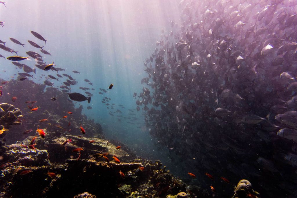 Reef in Sipadan Island in Malaysia