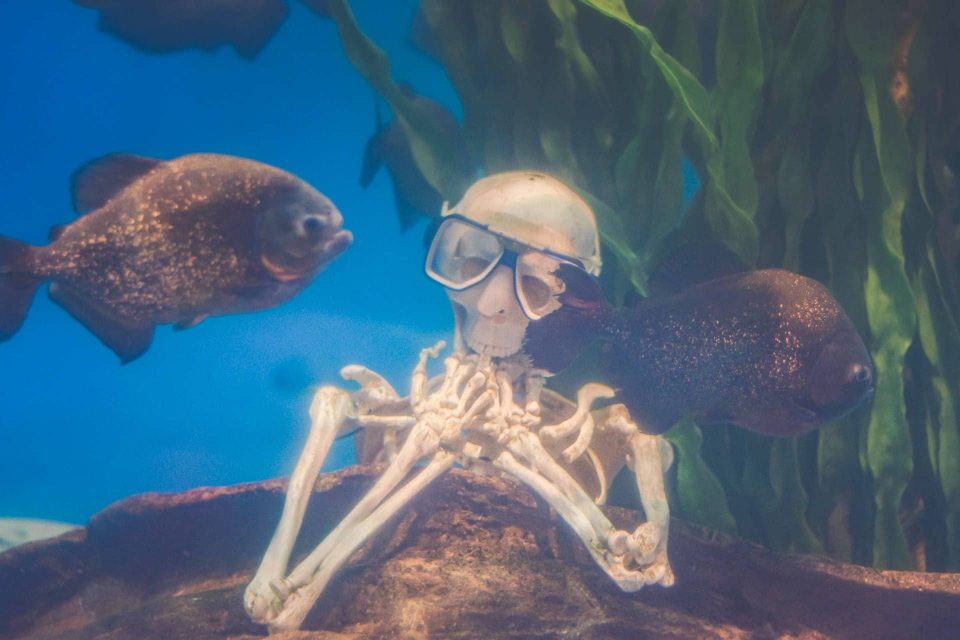 Skeleton with scuba mask