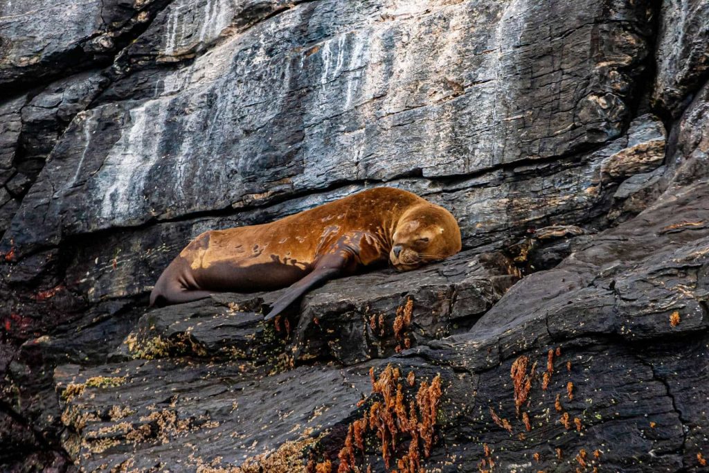 Sleeping sealion