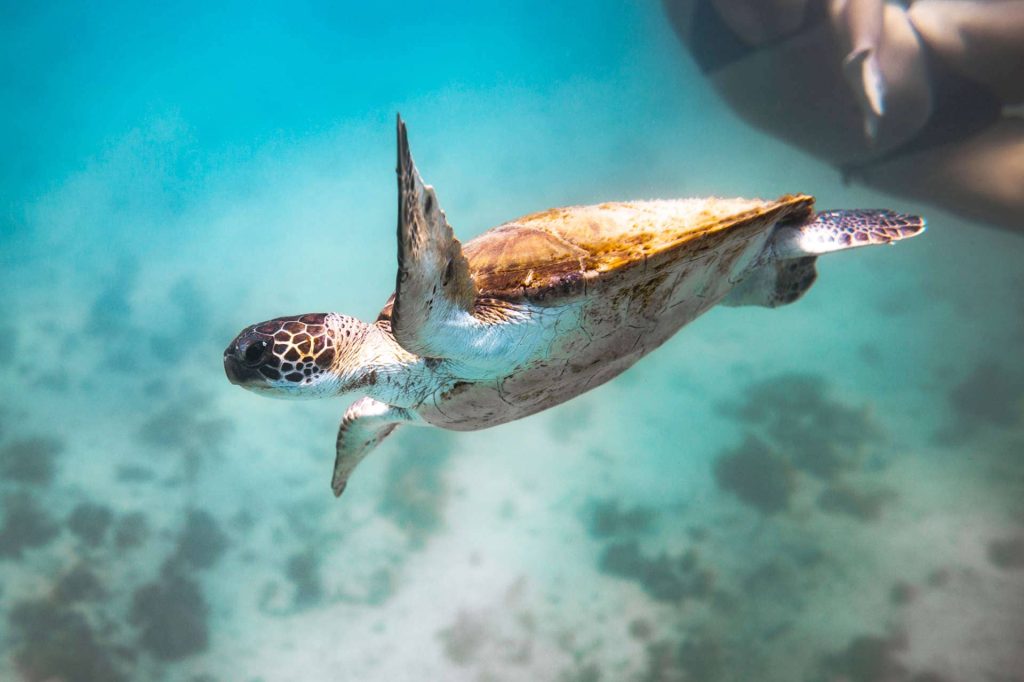 Small turtle swimming