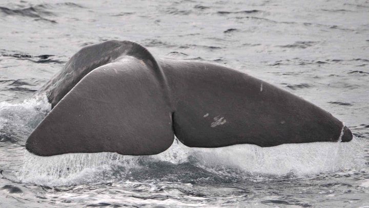 Sperm whale tail fin.