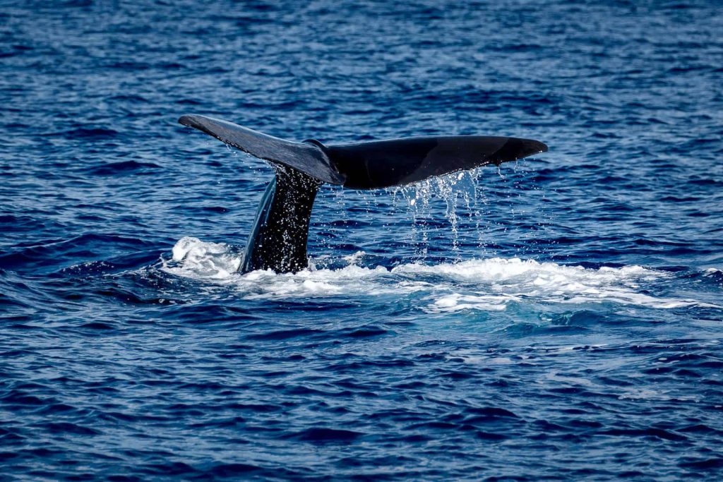 Sperm whale off Roseau in Dominica