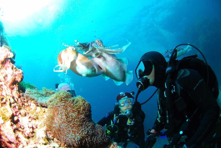 Diving watching squids underwater