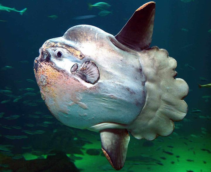 A Mola Mola sunfish in an aquarium.