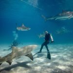 Tiger sharks at the Bahamas