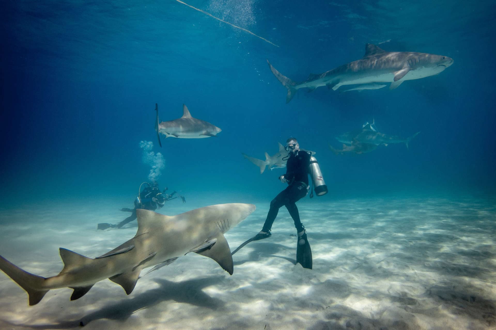 Tiger sharks at the Bahamas