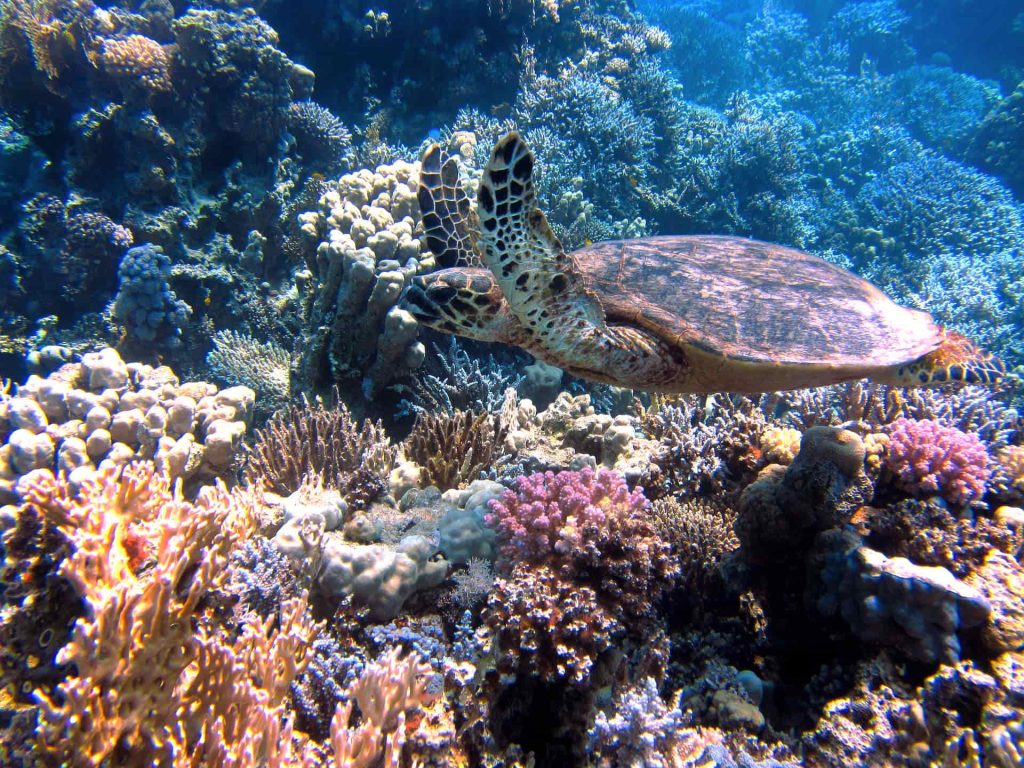 Tortoise swimming over reef