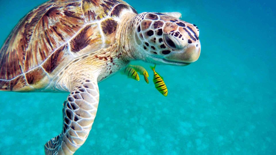 Schildkröte schwimmt mit Fischen unter Wasser