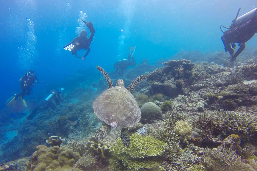 Turtle following group of divers underwater
