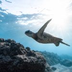 Schildkröte schwimmt unter Wasser