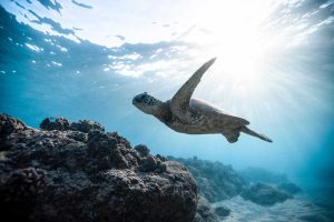 Best marine animals to see while diving