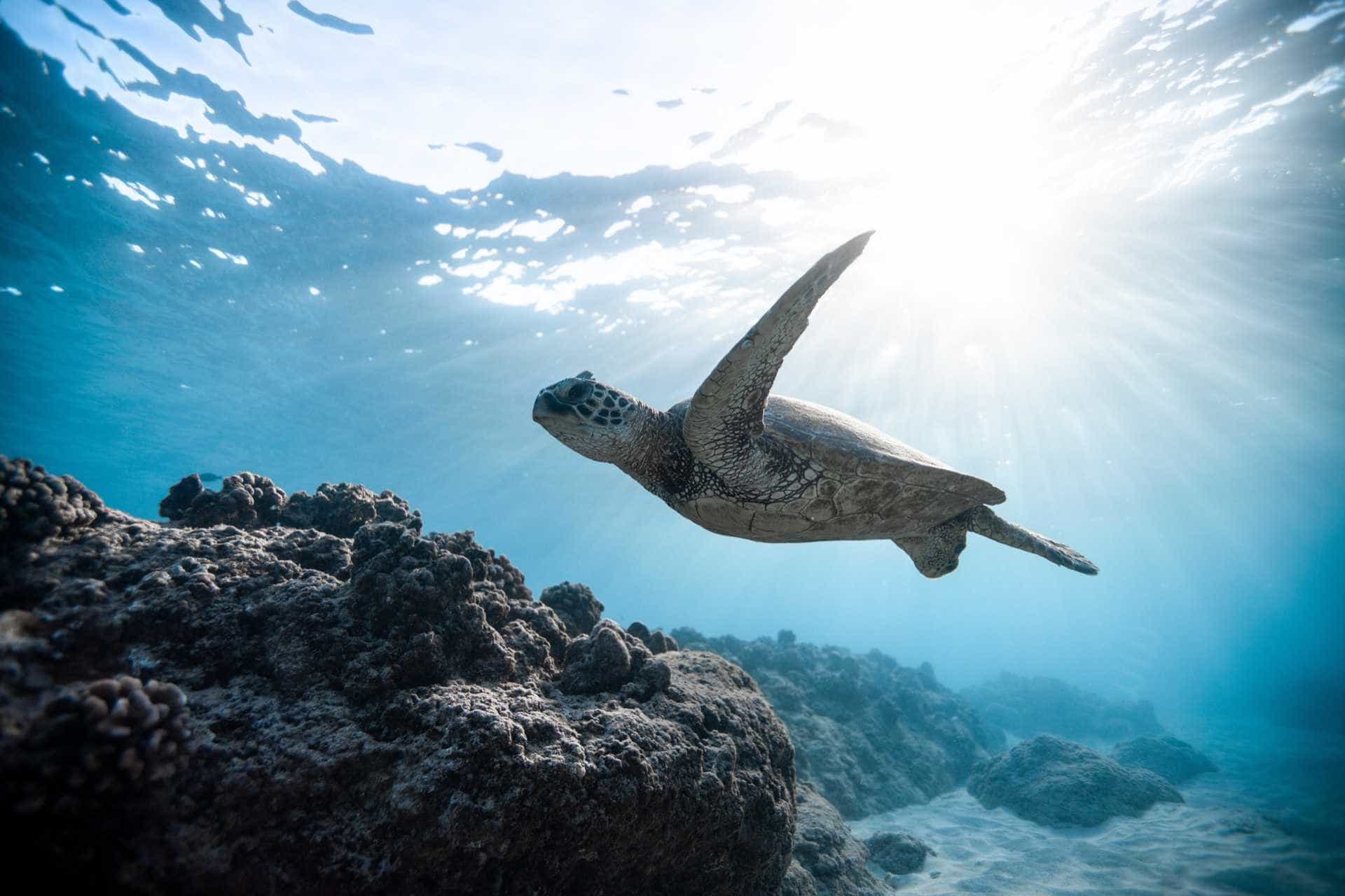 Schildkröte schwimmt unter Wasser