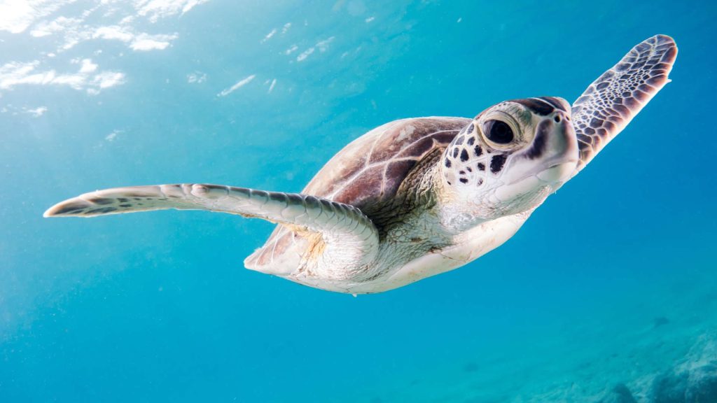 Turtle underwater at Salt Pier on Bonaire