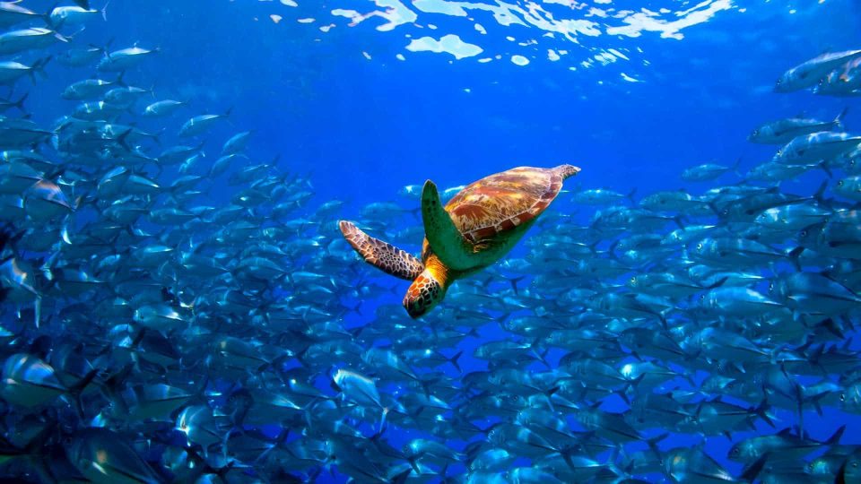 Schildkröte in Fischschwarm