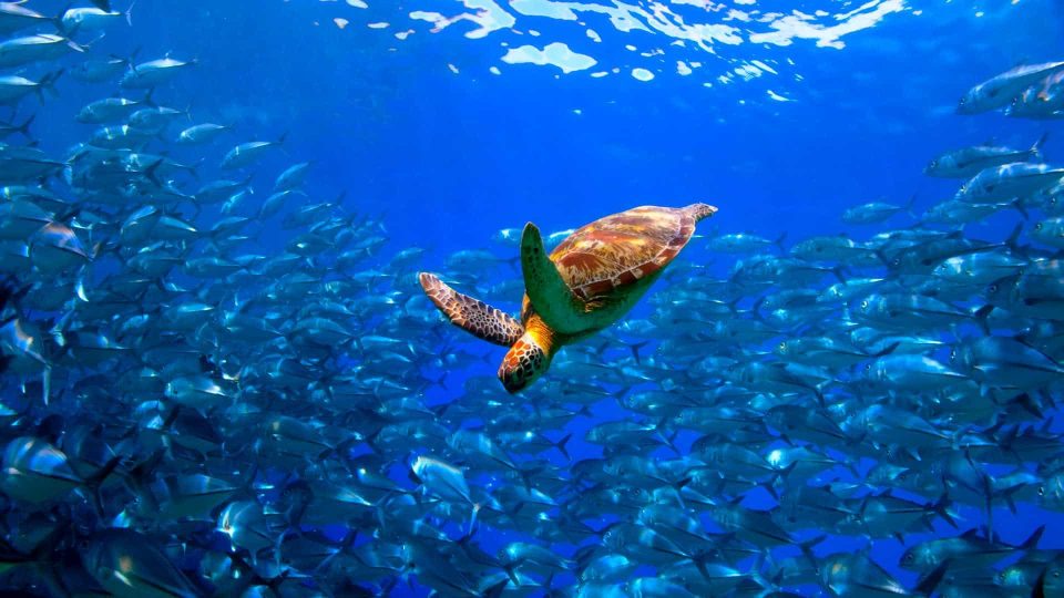 Turtle among school of fish