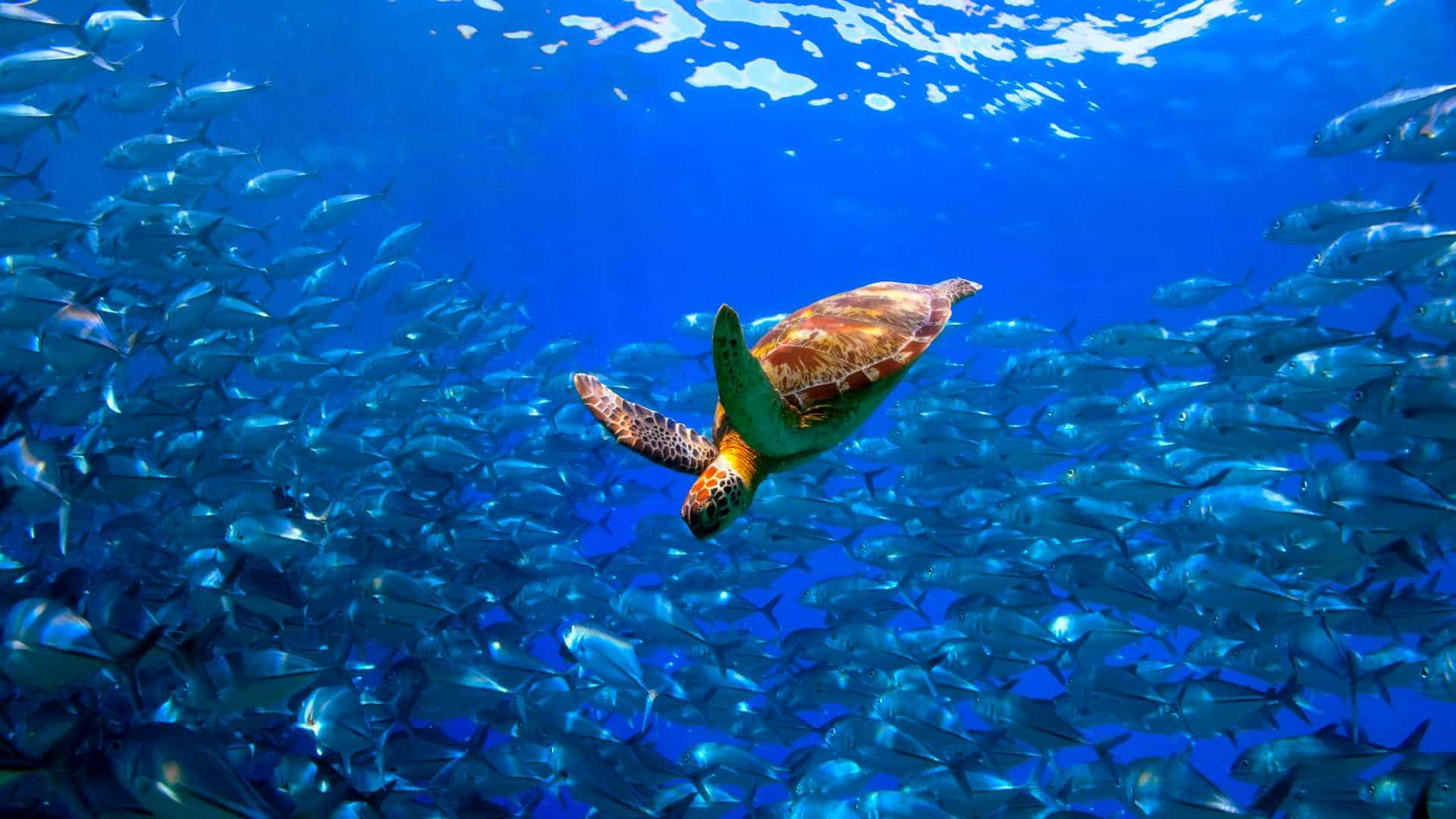 Turtle among school of fish