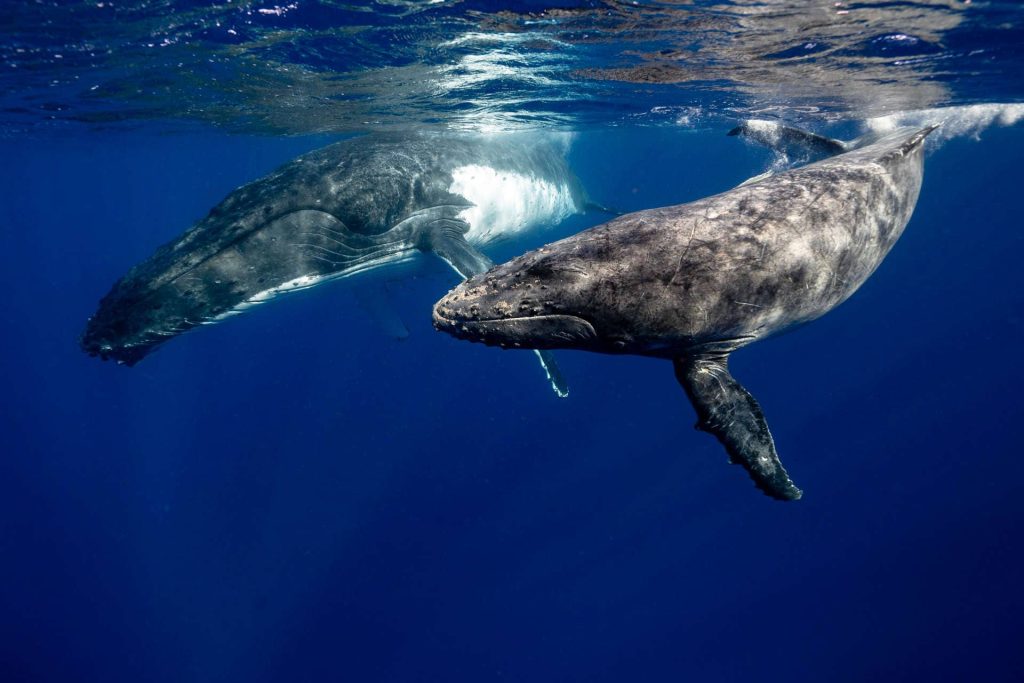 Two humpback whales underwater