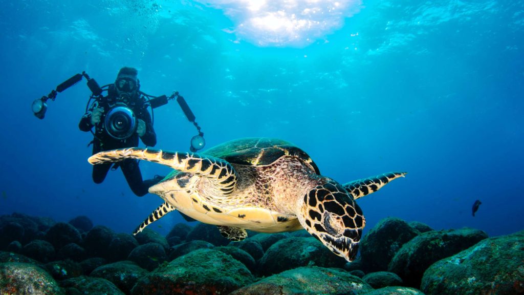 Underwater photographer with turtle
