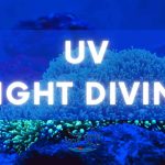 UV night diving