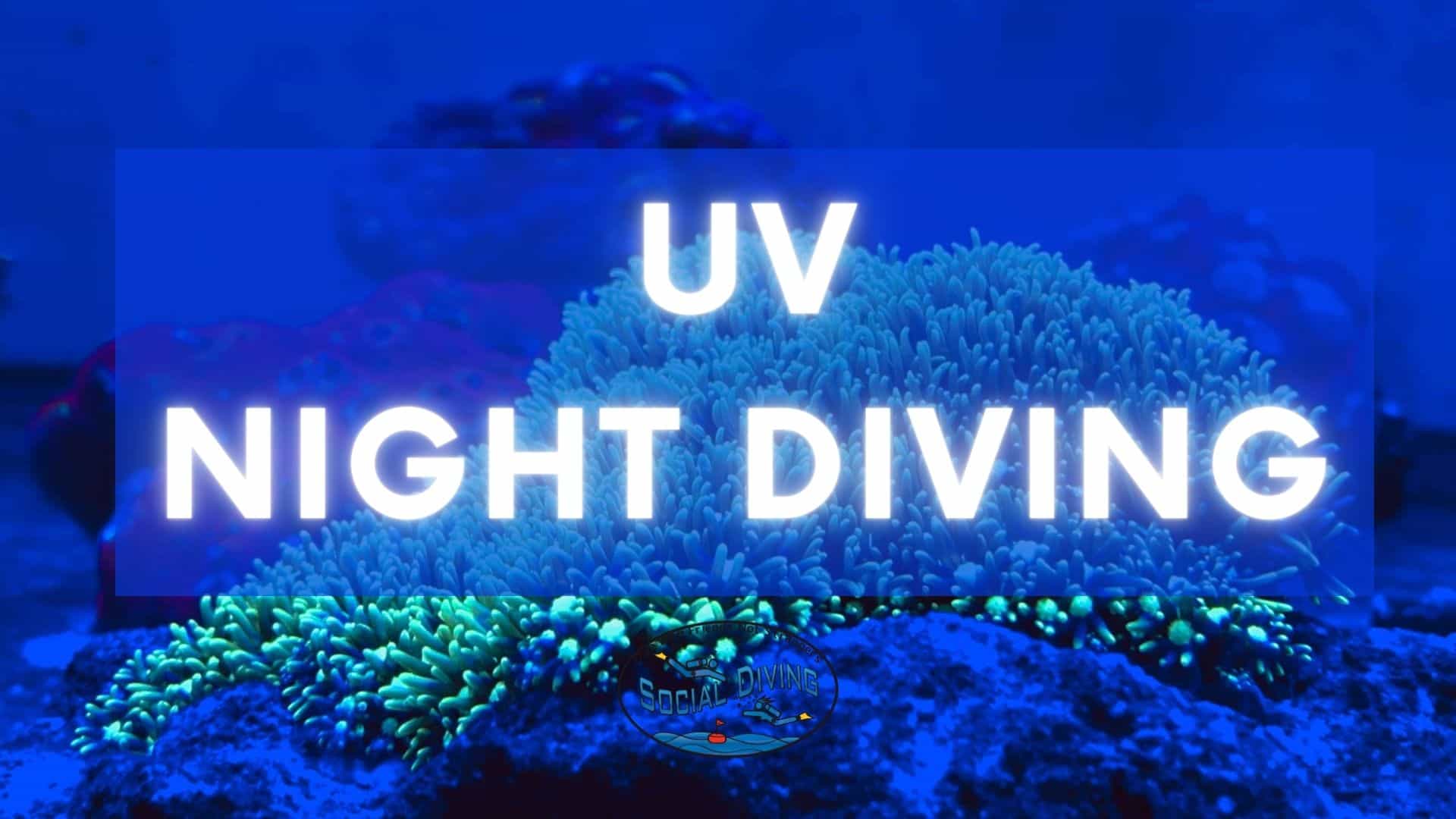 UV night diving